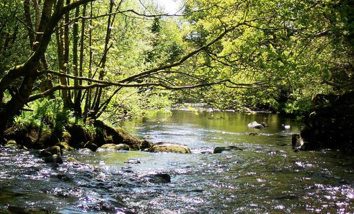 The Dwyfach River flowing through some tree lined banks. There are brown trout in the river and fishing can be done here